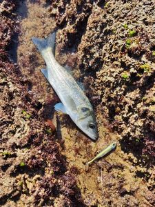 European Bass (Seabass)