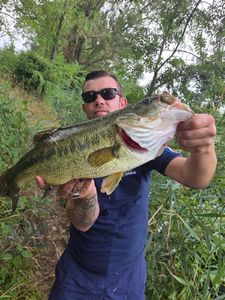 Largemouth Bass