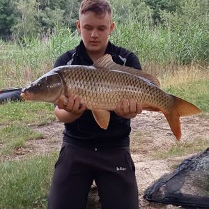 Common Carp