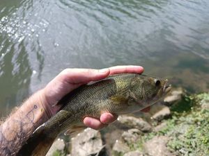 Largemouth Bass