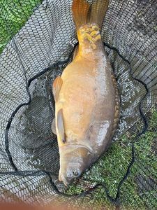 Leather Carp