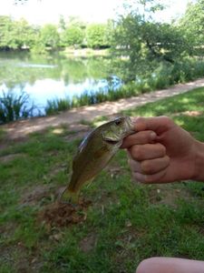Largemouth Bass