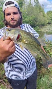Largemouth Bass