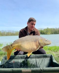 Mirror Carp