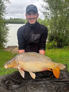 Mirror Carp