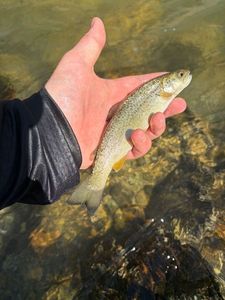Brown Trout