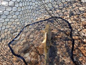 Barbel