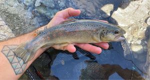 Brown Trout