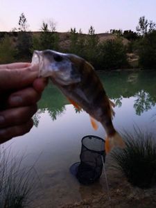 European Perch
