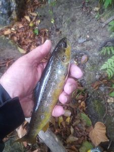 Brown Trout