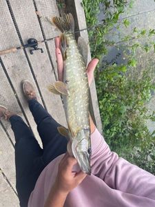 Northern Pike