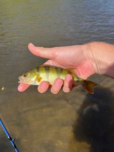 European Perch