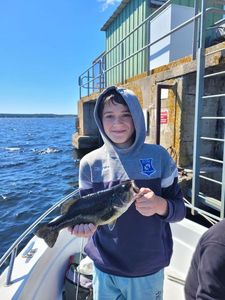 Largemouth Bass