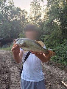 Largemouth Bass