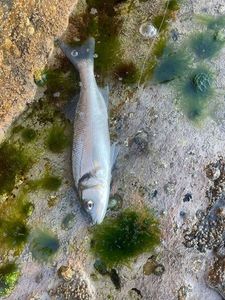 European Bass (Seabass)