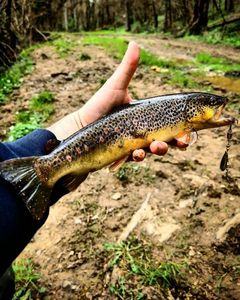 Brown Trout