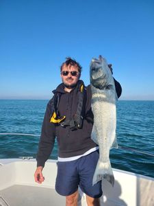 European Bass (Seabass)