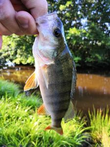 European Perch