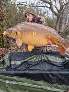 Mirror Carp