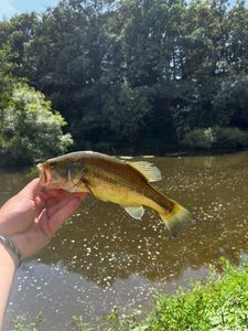 Largemouth Bass