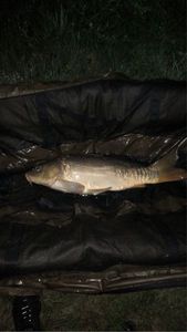 Leather Carp