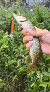 Northern Pike