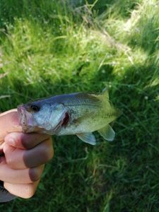 Largemouth Bass