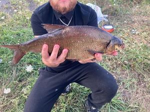 Common Bream
