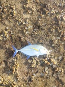 Bluefin Trevally