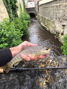 Brown Trout