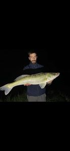 Zander