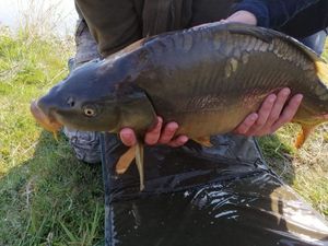 Leather Carp