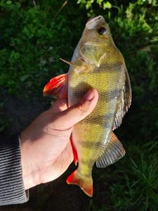 European Perch