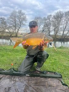 Mirror Carp