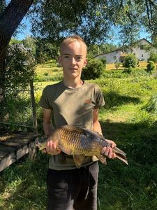 Common Carp