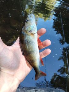 European Perch