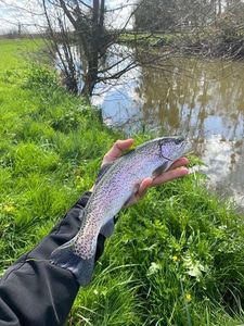 Rainbow Trout