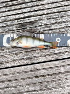 European Perch