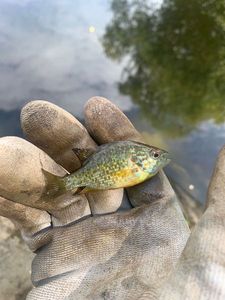 Green Sunfish