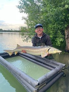 Sturgeon