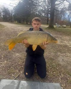 Common Carp