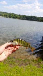 European Perch