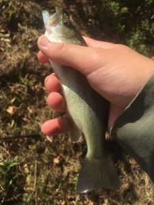 Largemouth Bass