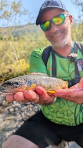 Brown Trout