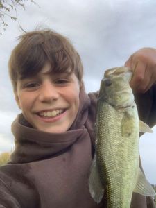 Largemouth Bass