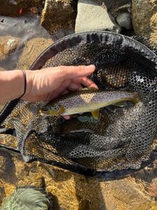 Brown Trout