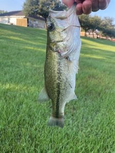 Largemouth Bass