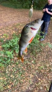 European Perch