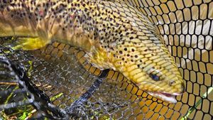 Brown Trout
