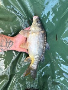 Mirror Carp